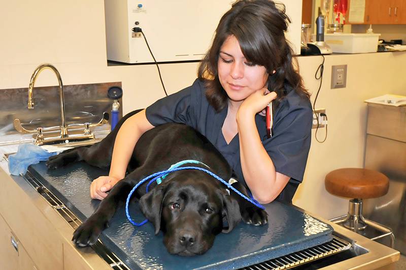 Student with black Lab.