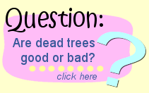 Are dead trees good or bad?