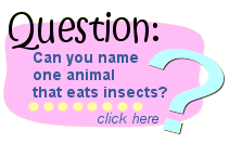 Insect Question