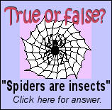 Spiders are insects - True or False?