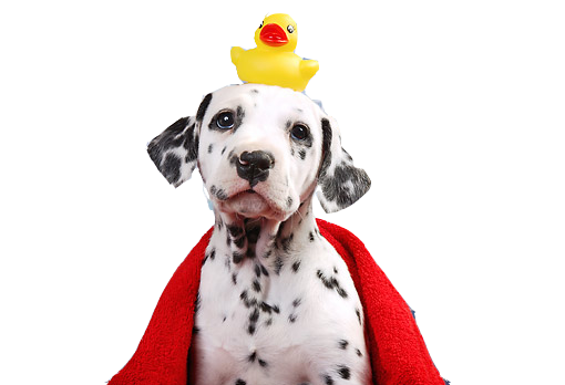 Dalmation with rubber ducky on its head