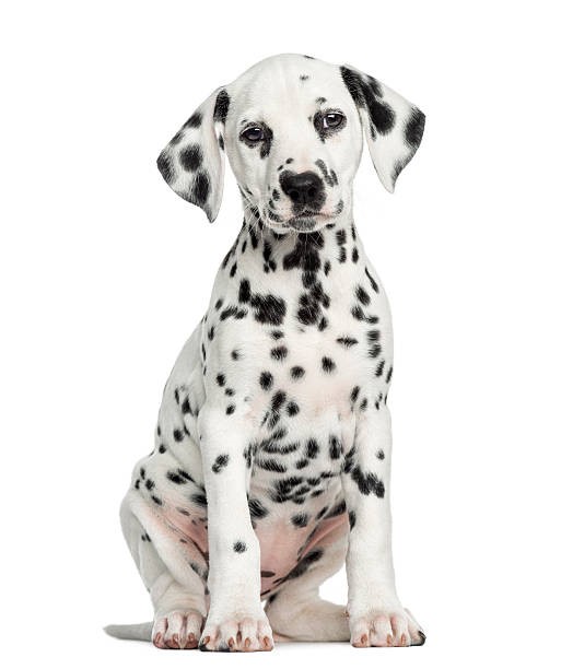 dalmation puppy