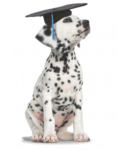 Dalmation with cap
