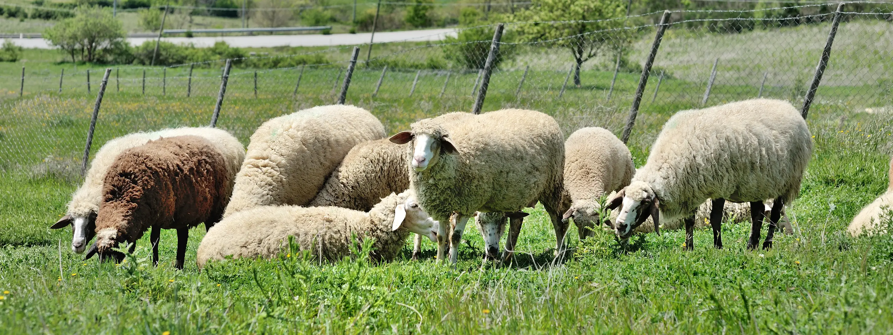 Natural Sciences Division