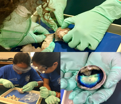Students dissecting sheep eyes