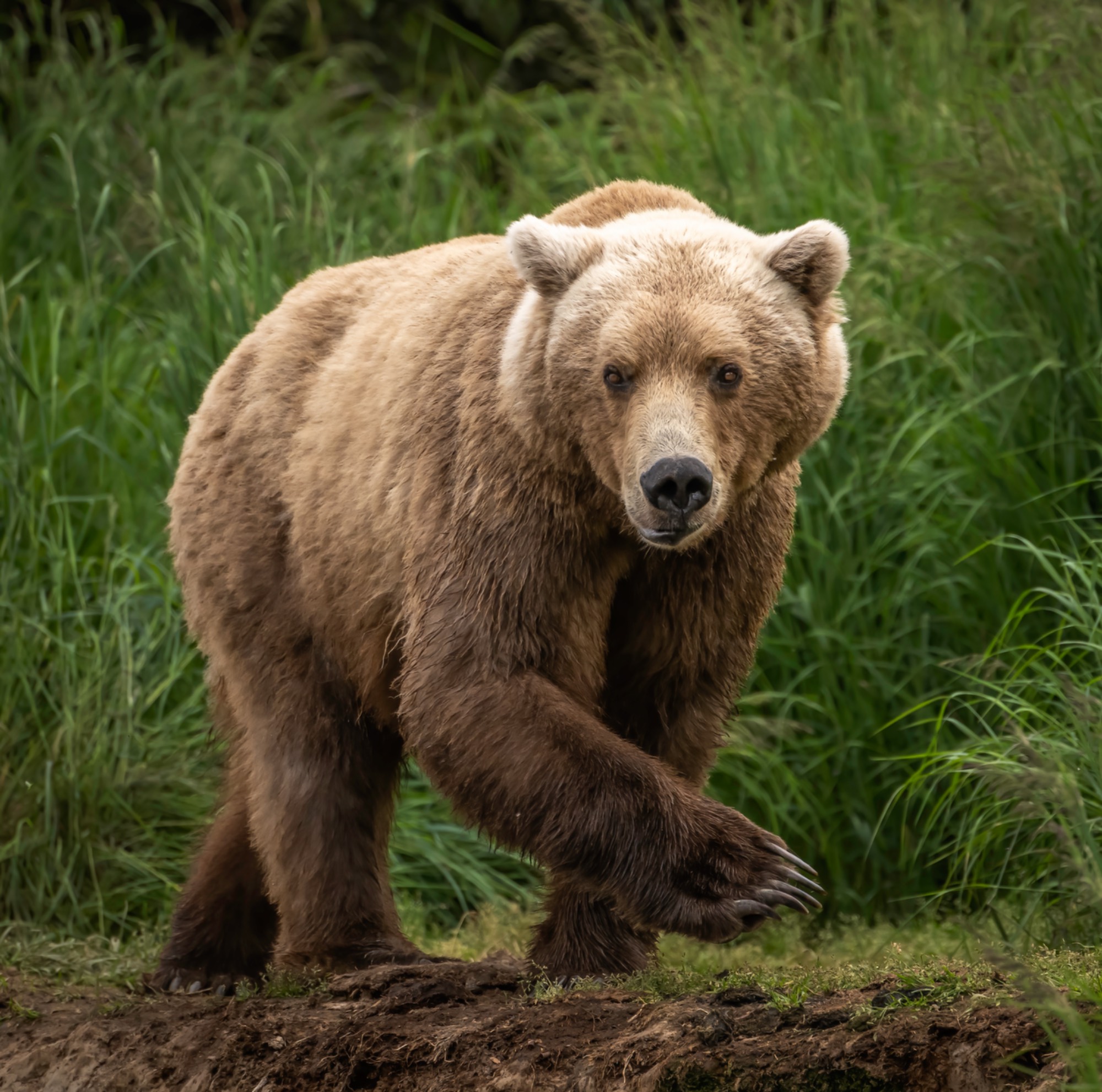 Grizzly