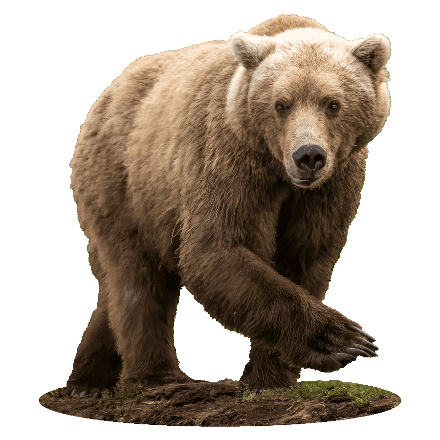Grizzly Bear