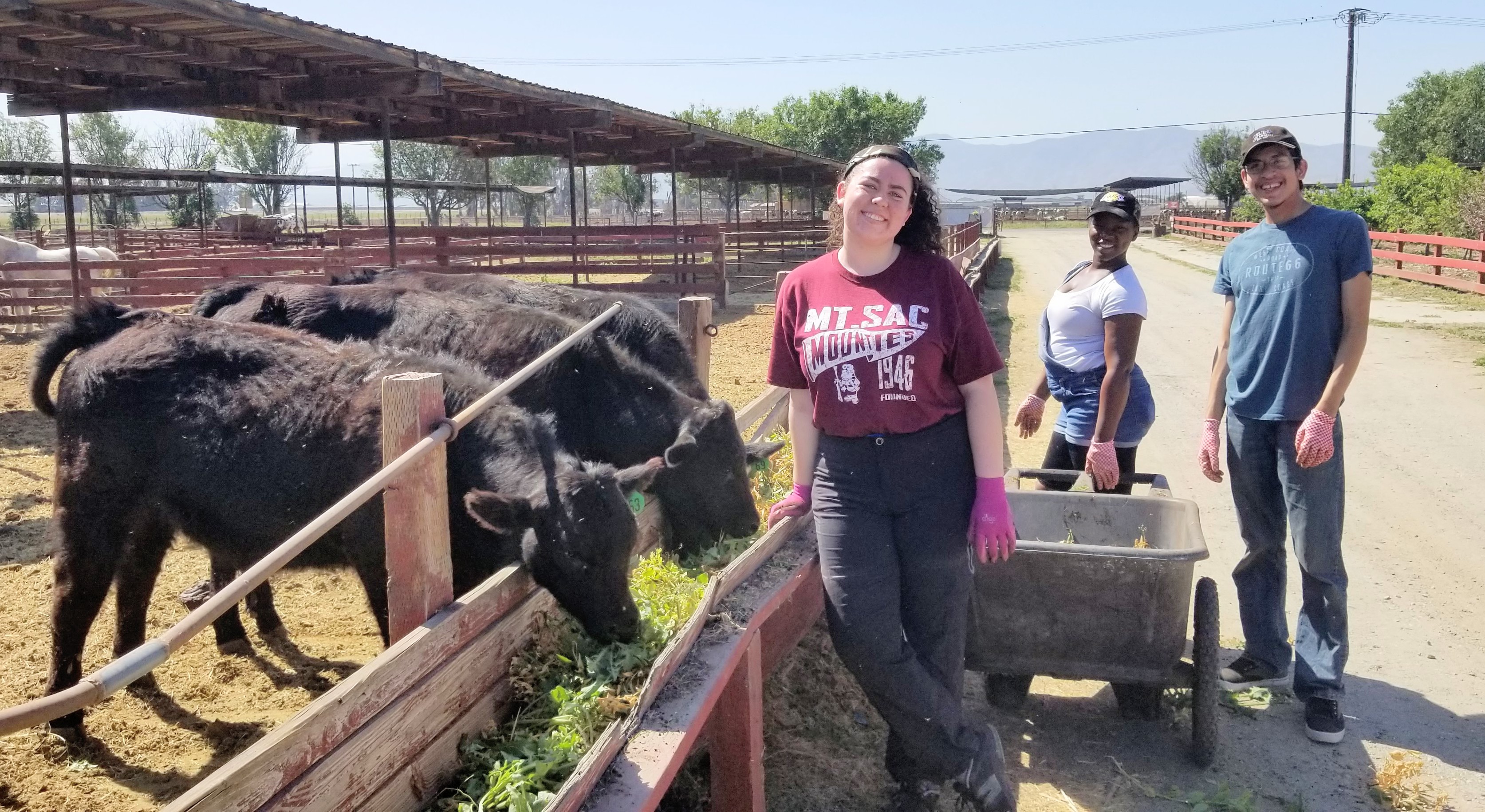 Students feeding cows at amy's farm