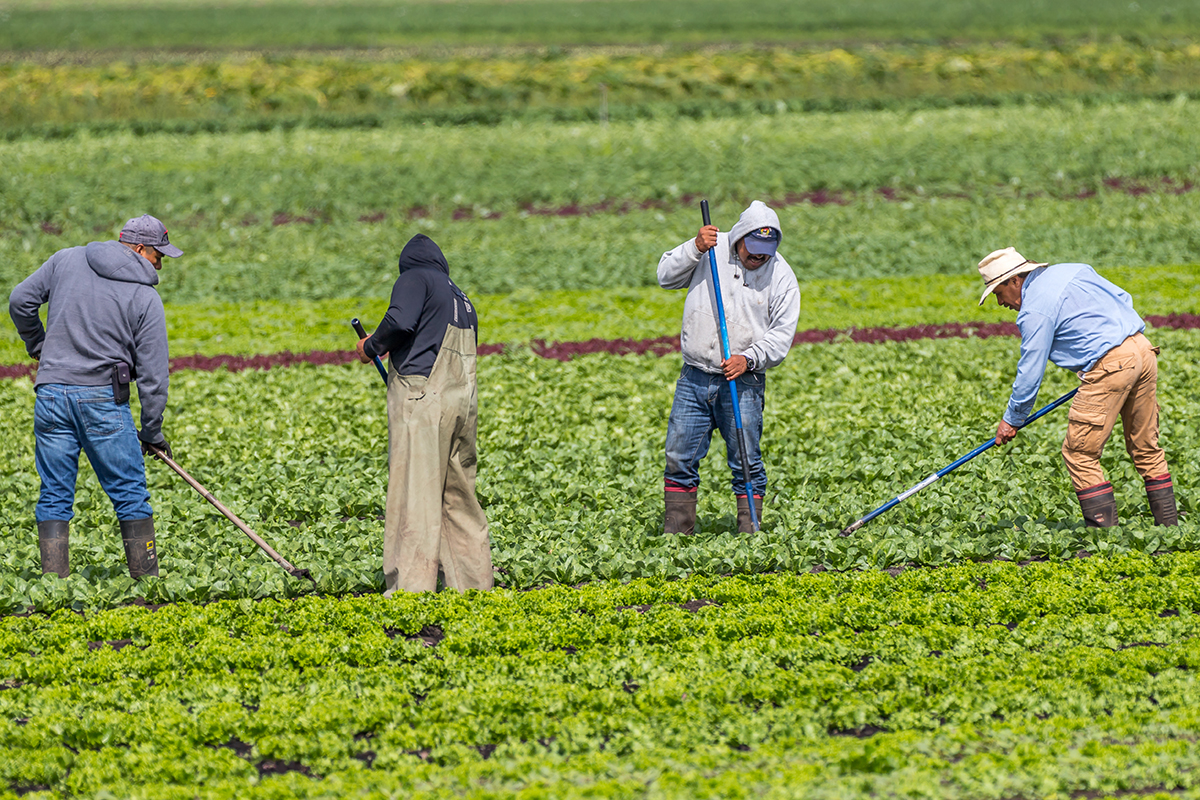 A group of farmworkers do their job in a field during the day.