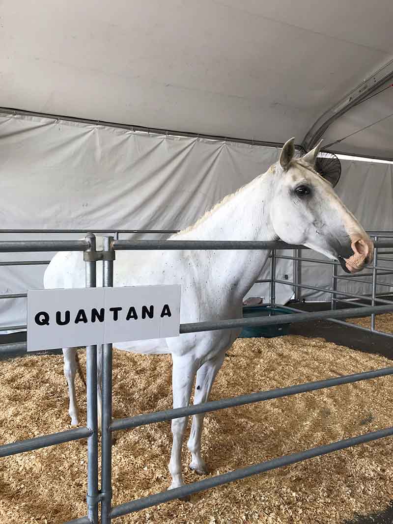 OC Fair Equine Exhibit