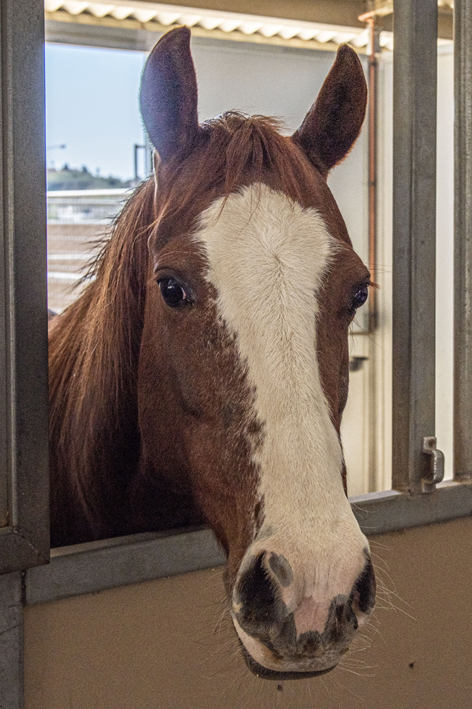 A closeup of a horse in a barn at Mt. SAC.