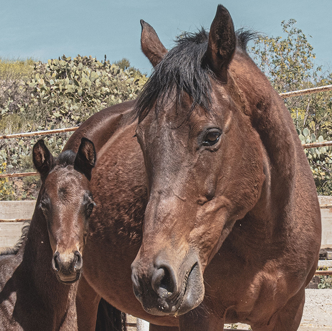 Photo of two horses.