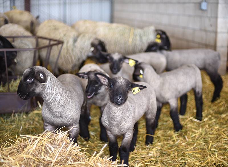 photo of baby lambs
