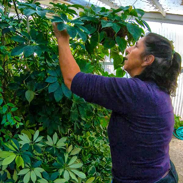 Student worker inspects plants for insects