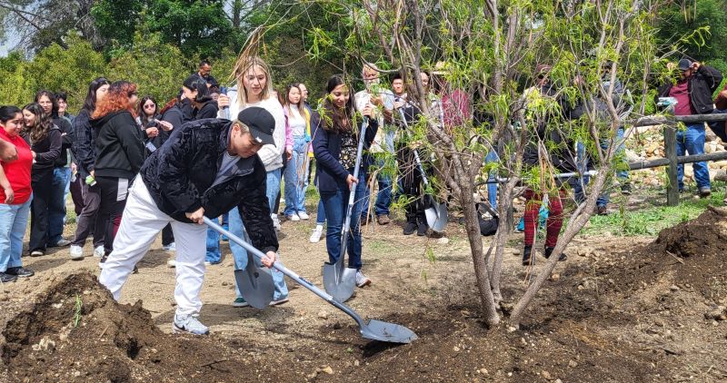 A group of students observe as a male student applies dirt to a newly planted tree.