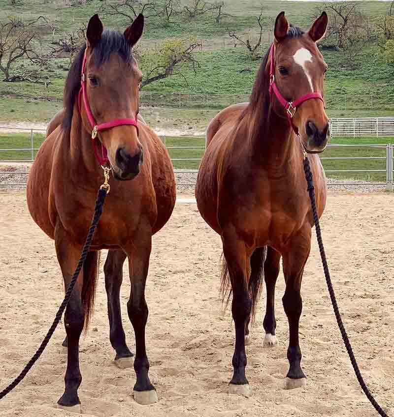 Smarty (L) and Reba (R)