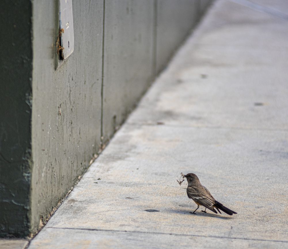 Empty campus - bird 