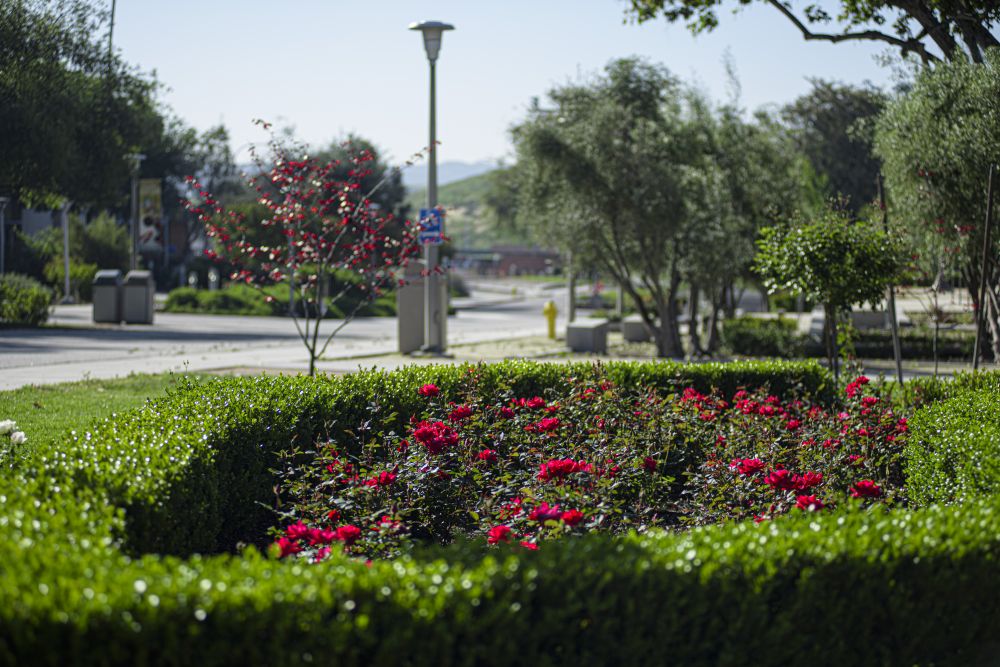 Empty campus -rose garden