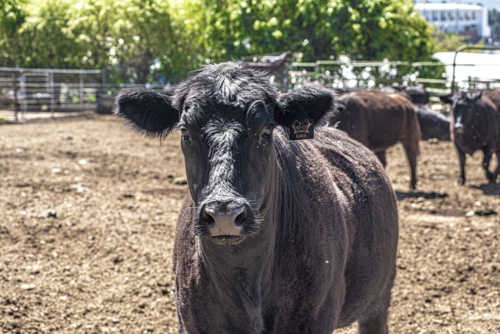 Empty campus - cattle