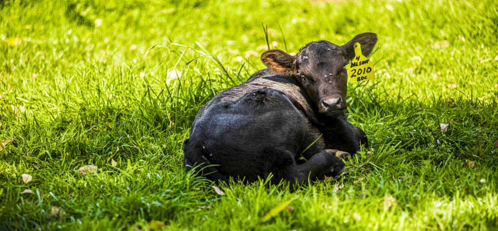 Empty campus - calf 