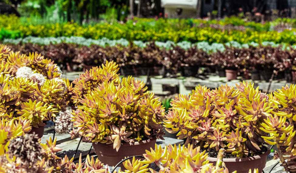 Empty campus -plants