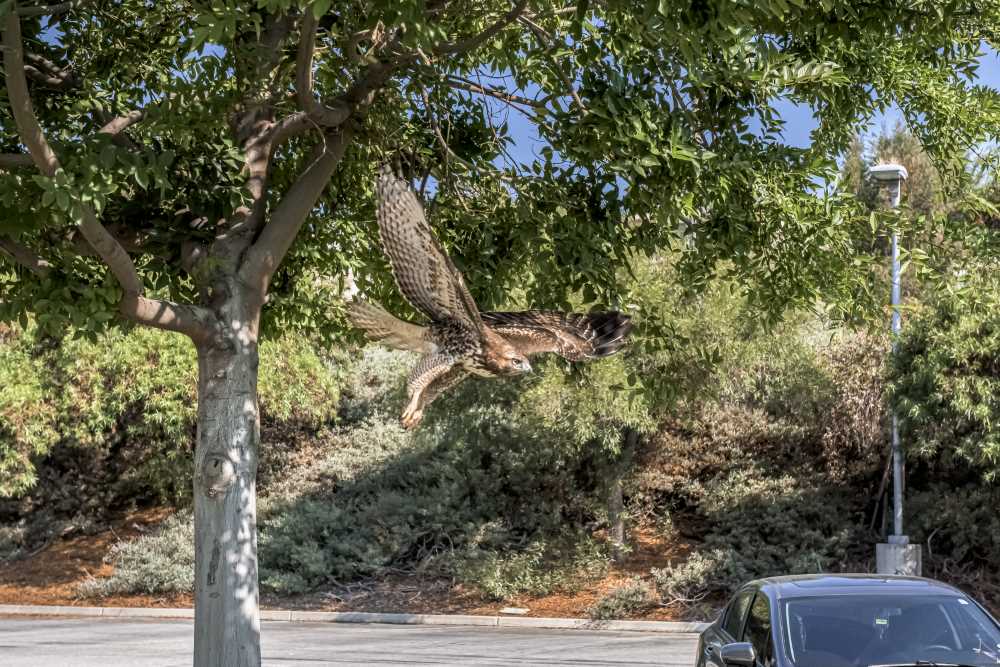 A hawk flies across campus
