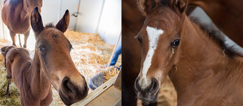 Two new foals 