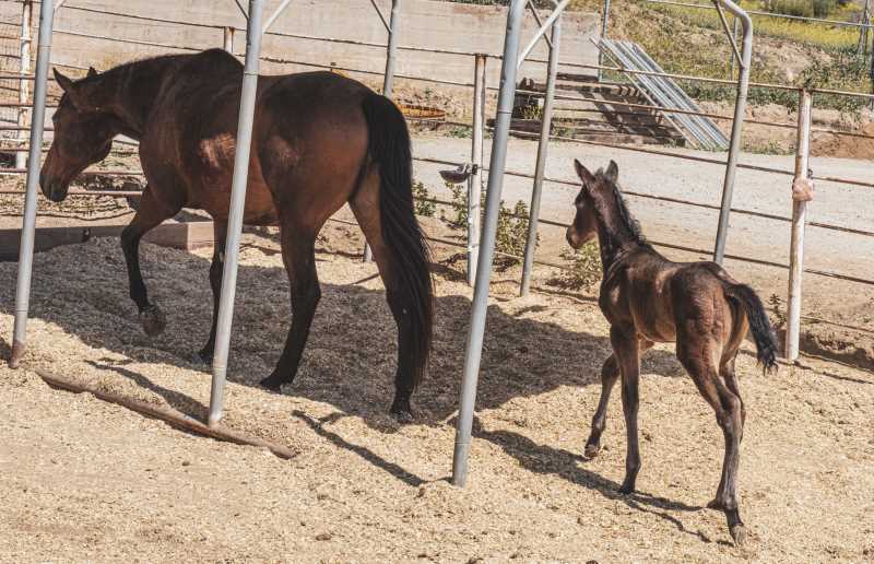 Reba and her baby