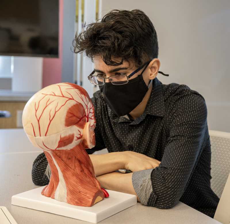 Student studies human head