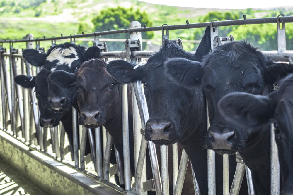 Cattle on the Farm