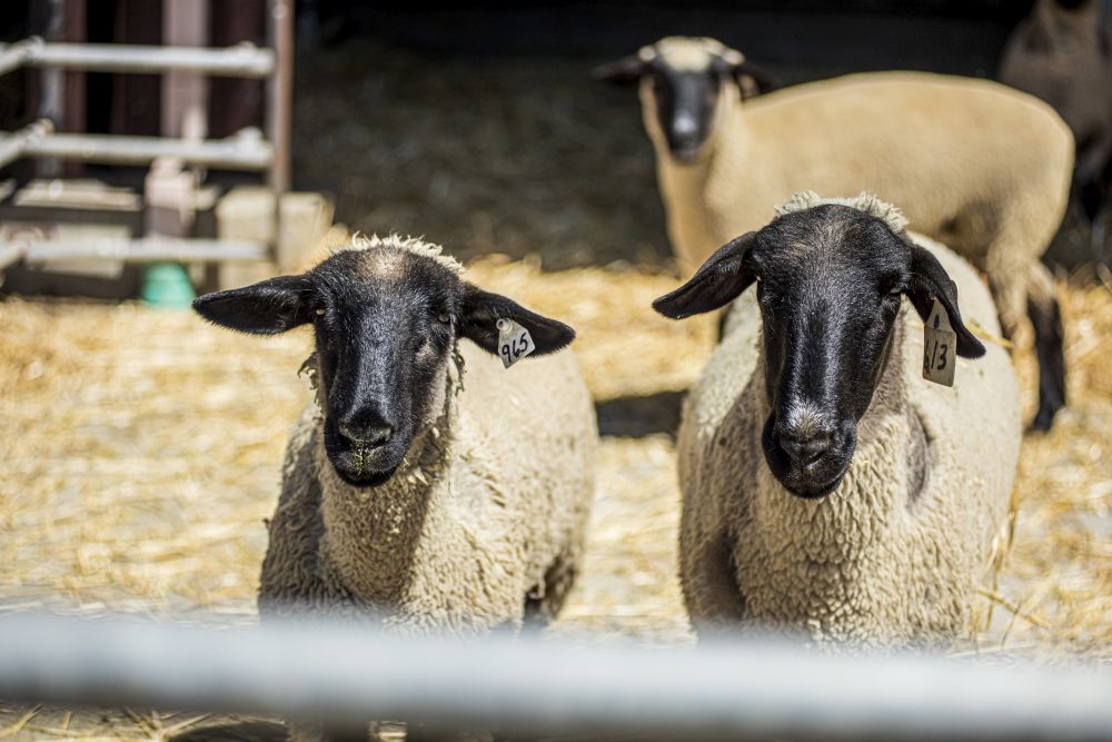 Sheep on the farm