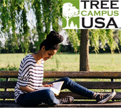 Tree Campus USA, woman sitting on bench in shade from tree