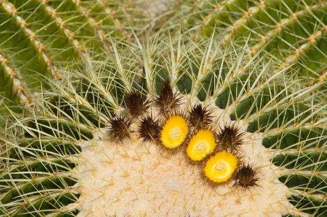 yellow plant